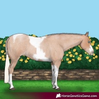 Horse Color:Silver Blue Roan Pearl Tobiano Frame 