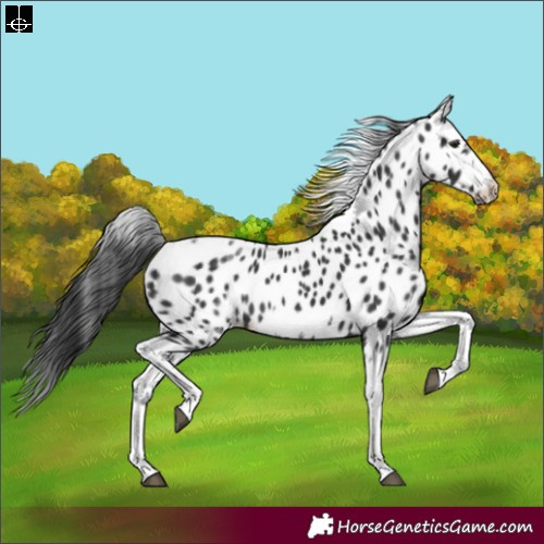 Horse Color:White Spotted Black Splash Tobiano Frame Near Leopard 
