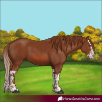 Horse Color:Chestnut  and Chestnut Splash 