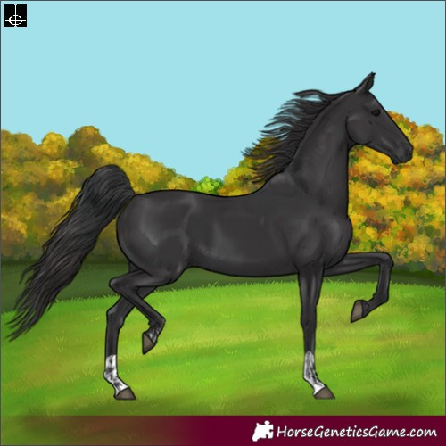 Horse Color:Black and Smoky Black