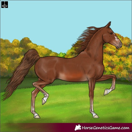 Horse Color:Chestnut  and Chestnut 