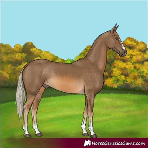 Horse Color:Chocolate Palomino 