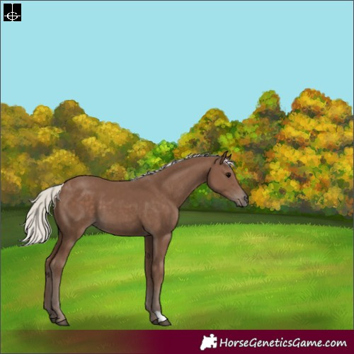 Horse Color:Silver Black 