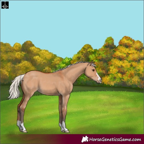 Horse Color:Silver Bay Dun