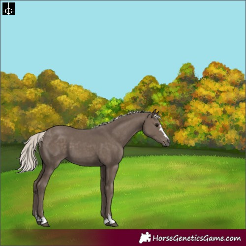 Horse Color:Silver Black 
