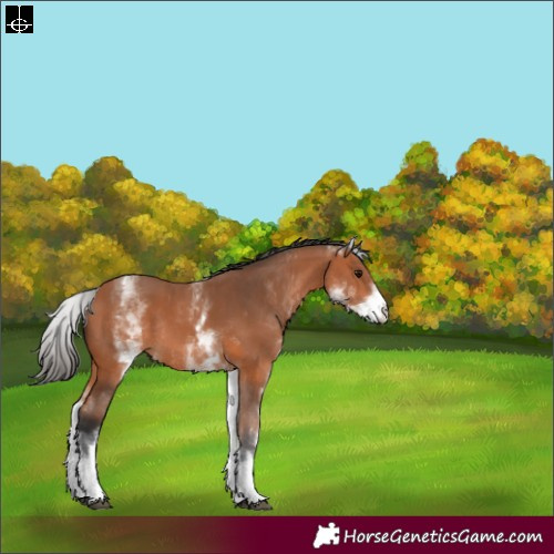 Horse Color:White Spotted Bay Rabicano