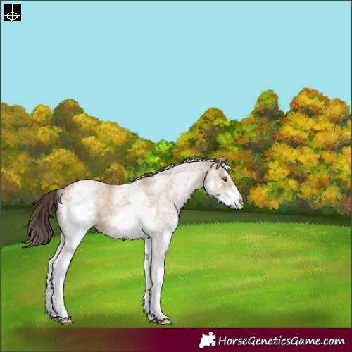 Horse Color:White Spotted Classic Champagne Dun Rabicano 