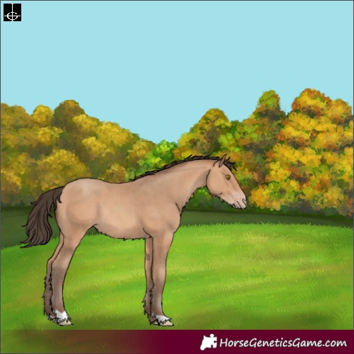 Horse Color:Amber Champagne Rabicano 