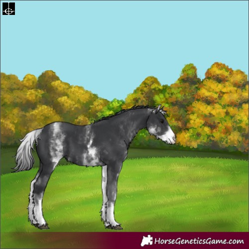Horse Color:White Spotted Black 