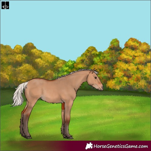Horse Color:Silver Bay Dun Rabicano 