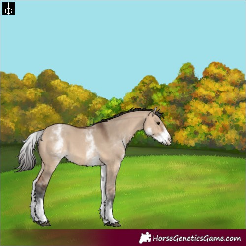 Horse Color:White Spotted Bay Dun Rabicano