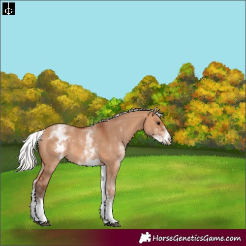 Horse Color:White Spotted Silver Bay Dun Rabicano 