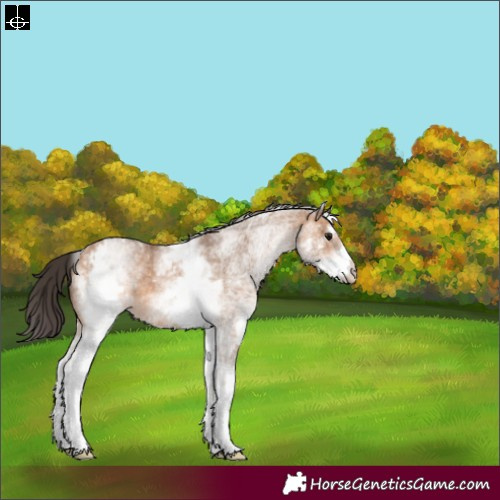 Horse Color:White Spotted Bay Dun Rabicano