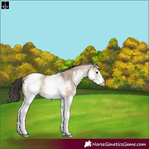 Horse Color:White Spotted Bay Dun Rabicano