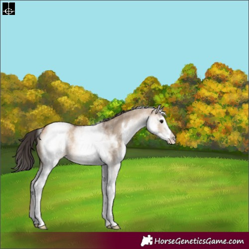 Horse Color:White Spotted Bay Dun Rabicano 