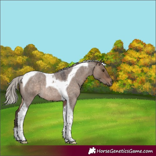 Horse Color:Silver Brown Roan Dun Tobiano Rabicano 