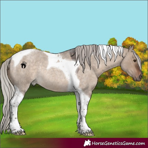 Horse Color:Silver Brown Roan Dun Tobiano Rabicano 