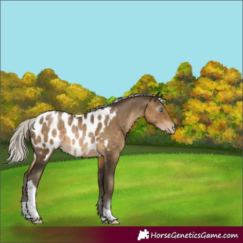 Horse Color:Gray Silver Buckskin Pearl Tobiano Appaloosa Rabicano 