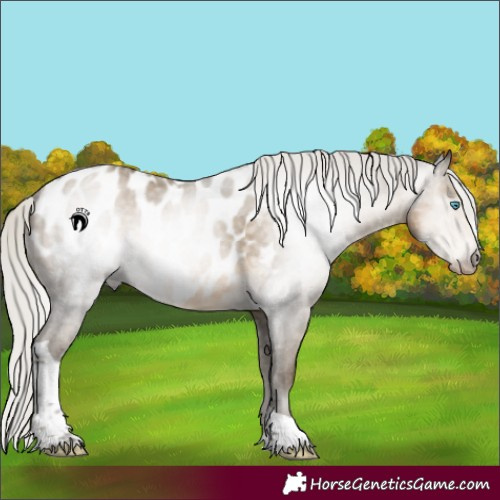 Horse Color:Gray Silver Buckskin Pearl Tobiano Appaloosa Rabicano