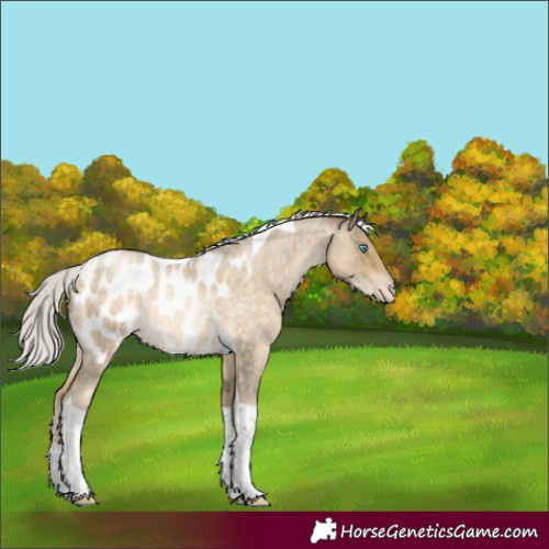 Horse Color:Silver Buckskin Roan Pearl Tobiano Appaloosa Rabicano 