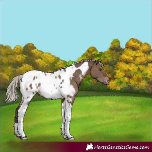 Horse Color:Silver Brown Dun Tobiano Appaloosa Rabicano 