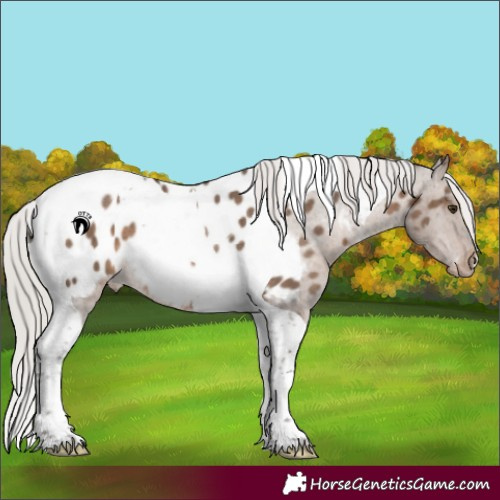 Horse Color:Silver Brown Dun Tobiano Near Leopard Rabicano 