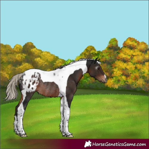 Horse Color:Gray Silver Brown Tobiano Appaloosa Rabicano 