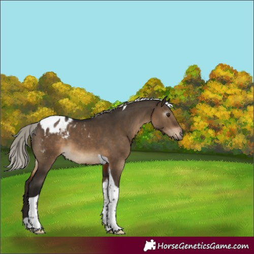 Horse Color:Gray Silver Brown Dun Tobiano Appaloosa 