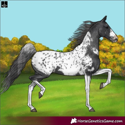 Horse Color:White Spotted Black Splash Tobiano Frame Appaloosa 