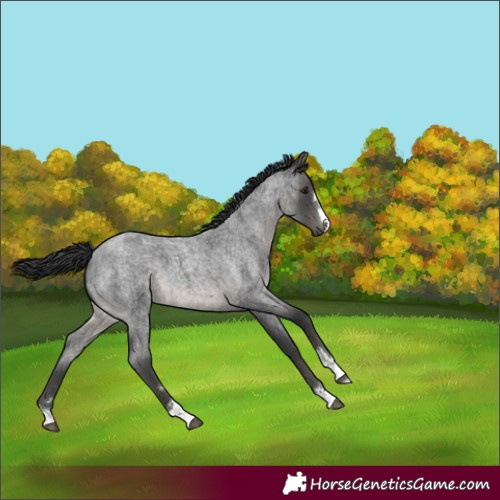 Horse Color:Blue Roan 