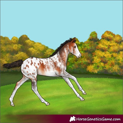 Horse Color:White Spotted Bay Appaloosa 