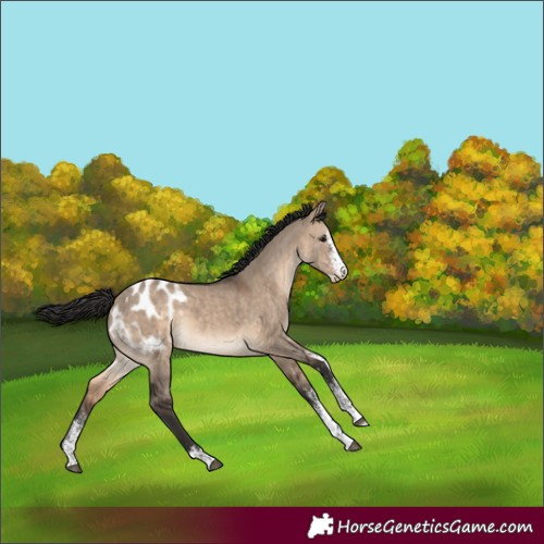 Horse Color:White Spotted Brown Dun Appaloosa 