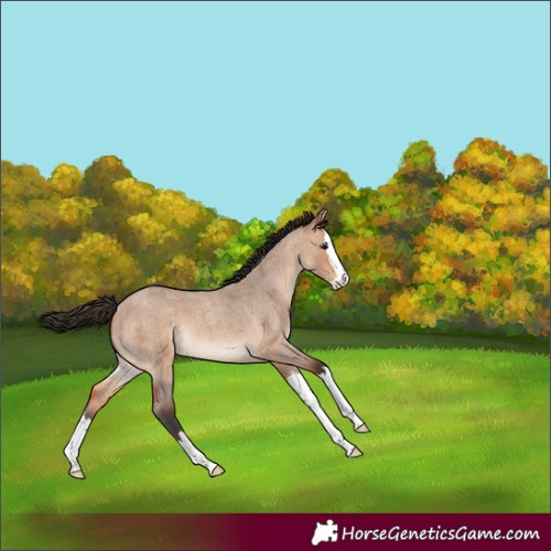 Horse Color:Bay Roan Dun Splash 