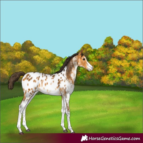 Horse Color:White Spotted Buckskin Blanket 