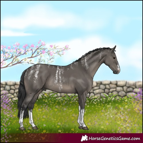 Horse Color:Powder White White Spotted Grullo Rabicano 