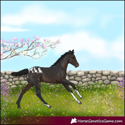 Horse Color:White Spotted Brown Tobiano Appaloosa Rabicano