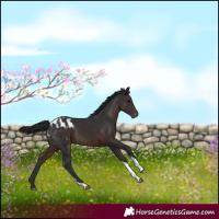 Horse Color:White Spotted Brown Tobiano Appaloosa Rabicano 