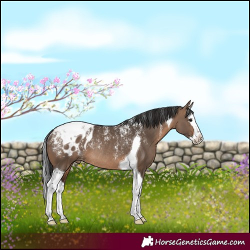 Horse Color:Powder White Brown Dun Splash Tobiano Appaloosa Rabicano 
