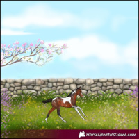 Horse Color:Powder White Bay Tobiano Rabicano 