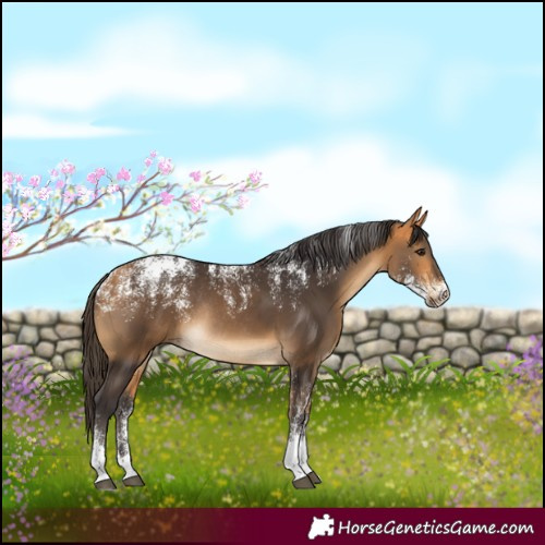 Horse Color:Powder White Buckskin Rabicano 