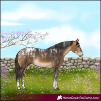 Horse Color:Powder White Buckskin Rabicano 