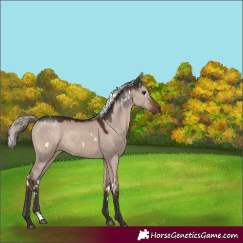 Horse Color:White Spotted Liver Red Dun Mushroom Rabicano 