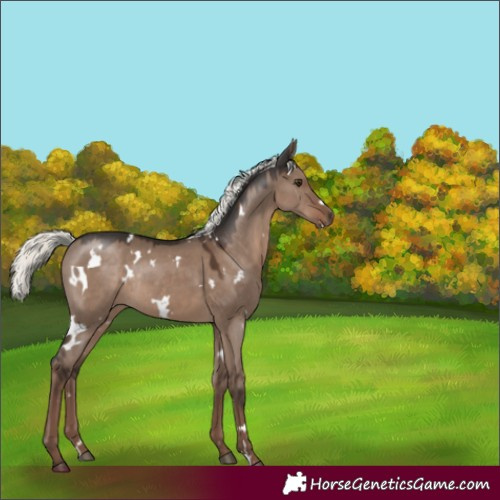 Horse Color:White Spotted Liver Red Dun Mushroom Rabicano 