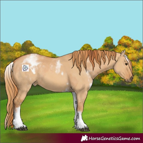 Horse Color:White Spotted Red Dun Rabicano  and White Spotted Red Dun Rabicano 