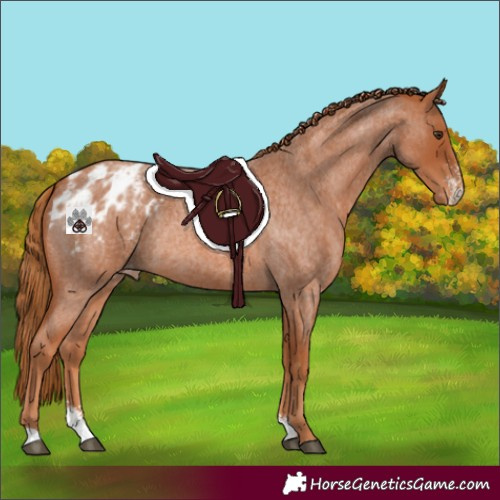 Horse Color:Red Roan Sabino Varnish Rabicano 