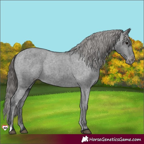 Horse Color:Black Appaloosa 