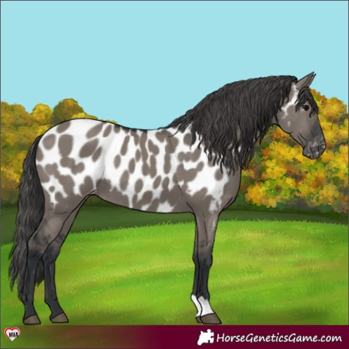 Horse Color:Grullo Appaloosa 