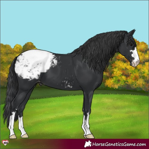 Horse Color:Black Appaloosa 