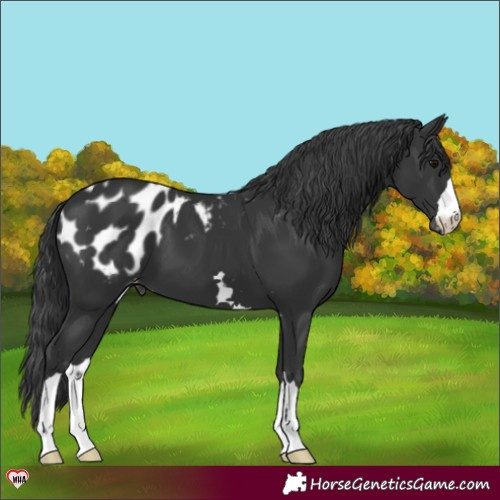 Horse Color:Black Appaloosa 