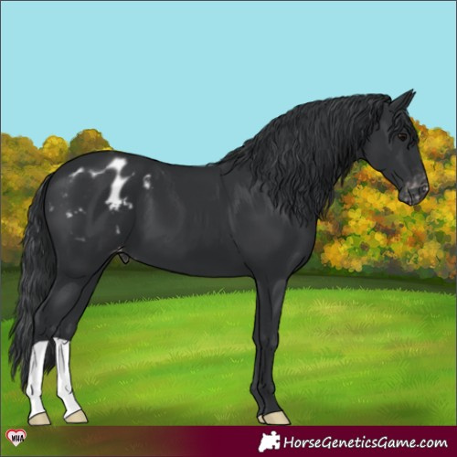 Horse Color:Black Appaloosa 